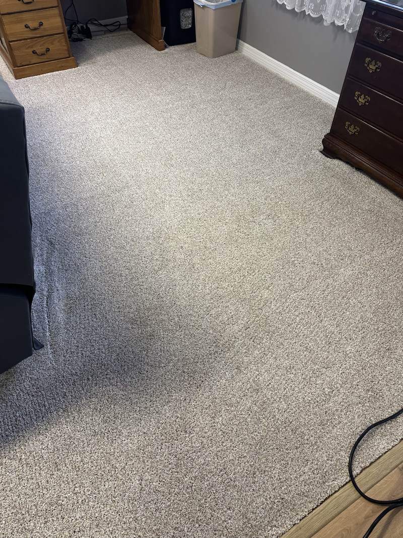 The same carpet after pet urine treatment and extraction, with no visible spots