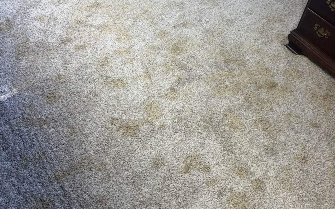 Pet Urine Carpet Cleaning: Professional Equipment vs. Rented Machines