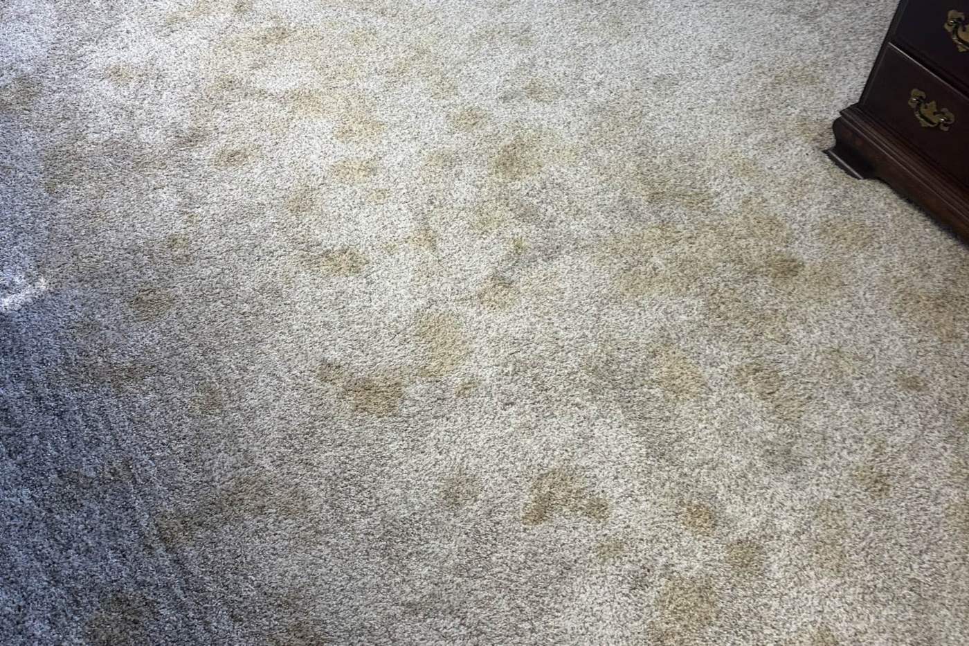 Light carpet covered in yellow pet urine spots before cleaning